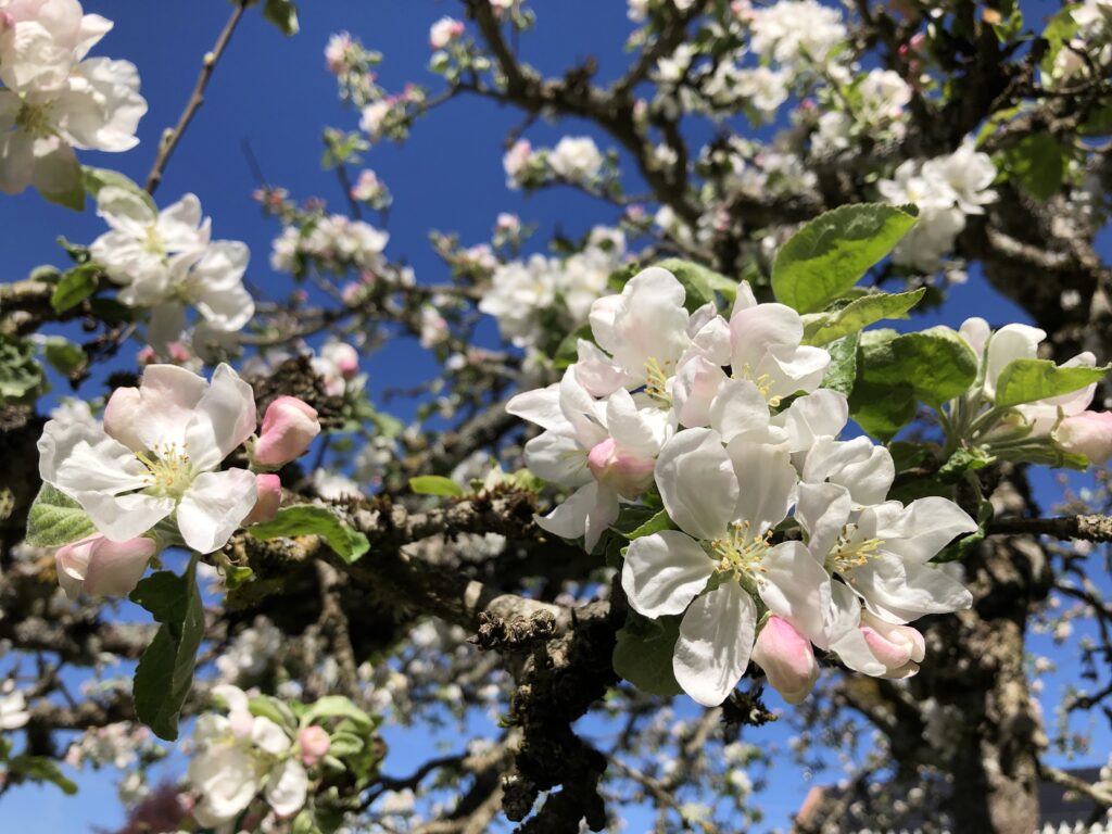 Medium,Mediumskap,Seans,Seanser,Sittning,Reading,Kortläggning,Andekontakt,Kontakt med andra sidan,andar,Spådam,Spågumma,Spå i kort,Medial,Privatseans,Mediumkonst,Energier,Läsning av energier,Avläsning,Spiritualitet,Spirituell
